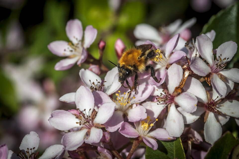 Nature blossom bloom