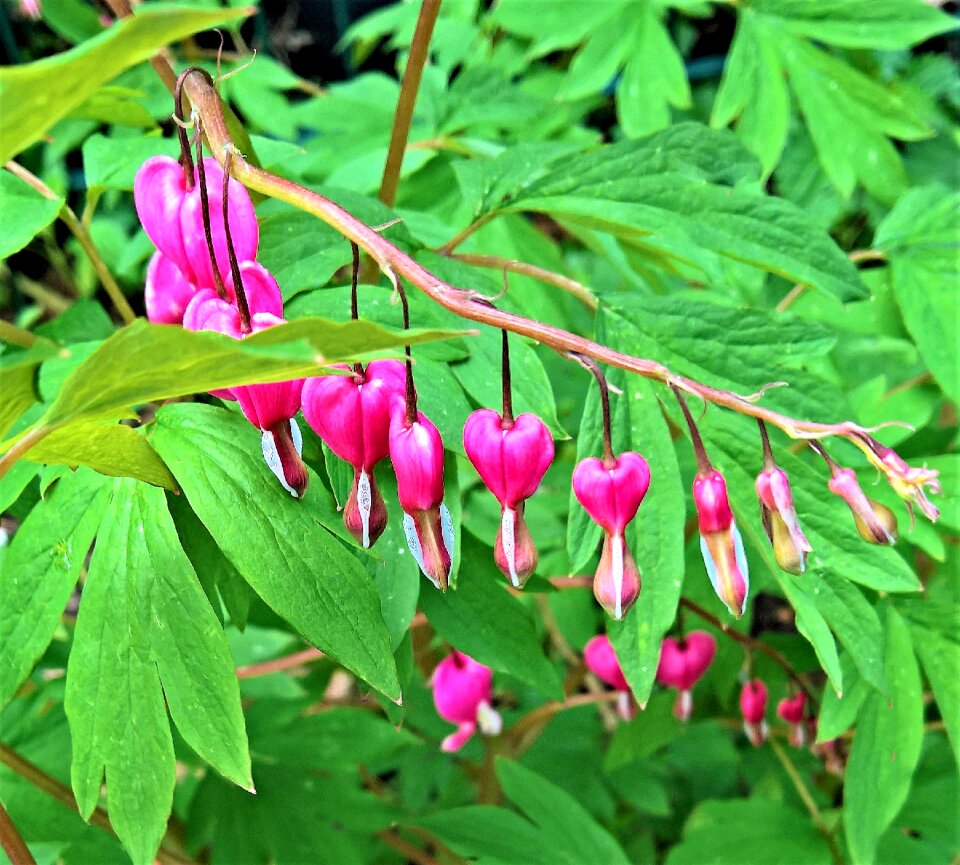 Flaming heart flowers perennial heart-shaped flowers
