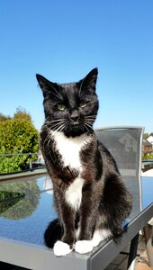 Cat animals pet
