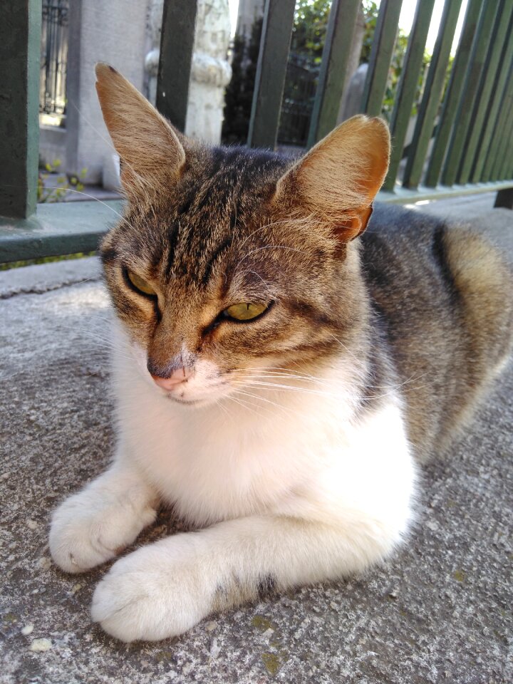 Cat turkey smiling