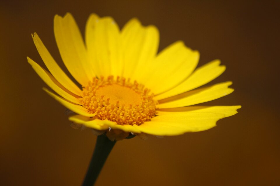 Petals margaret chamomile
