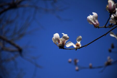 Magnolia flower white blue photo