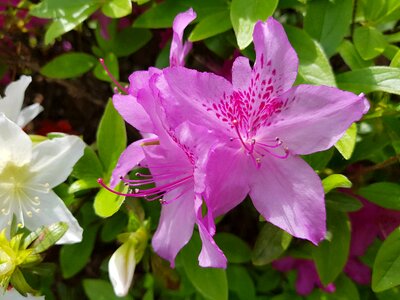 Spring flowers nature azalea