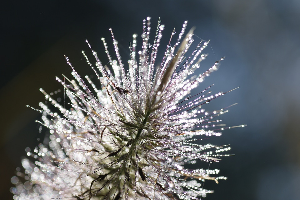 Seeds was nature autumn