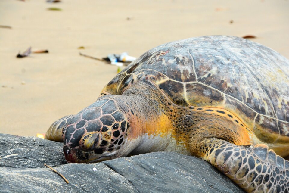 Portrait of animals aquatic animal domestic animal