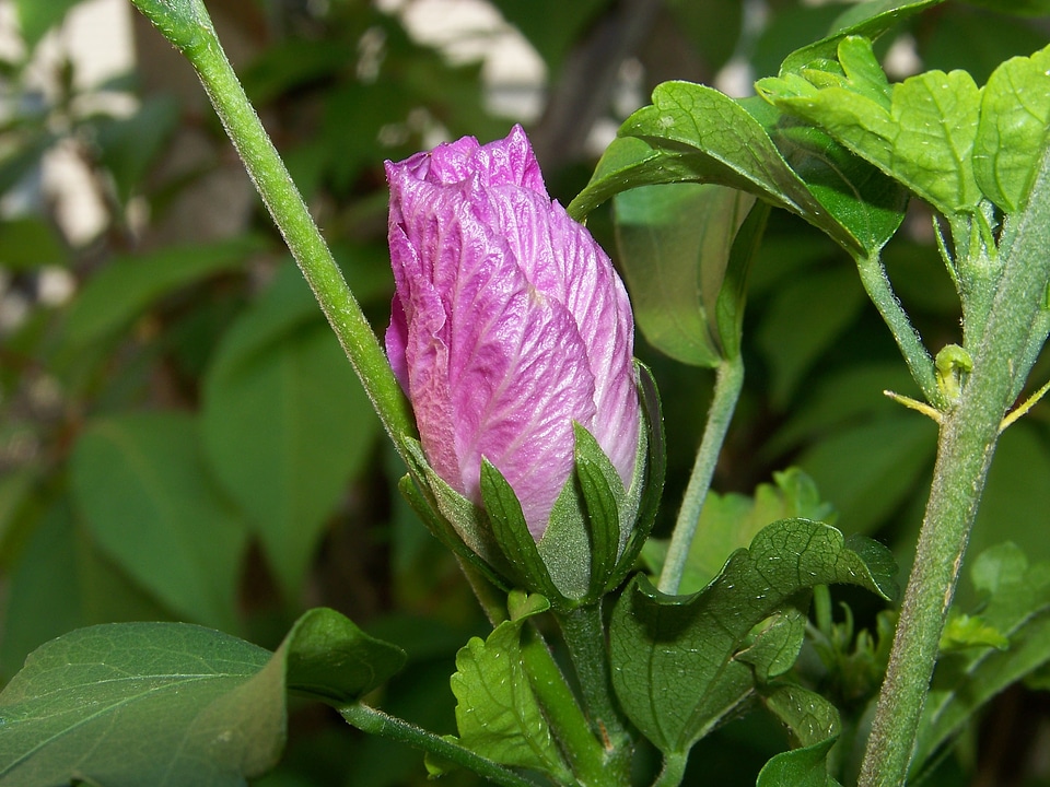 Flower pink hibiscus