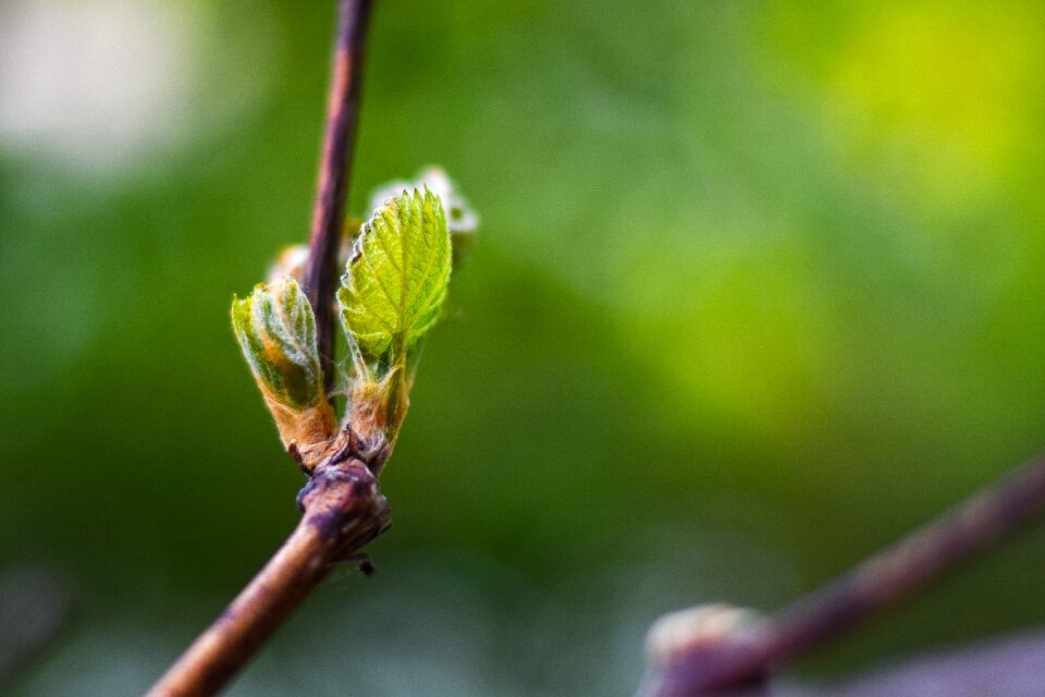 Branch spring blossom