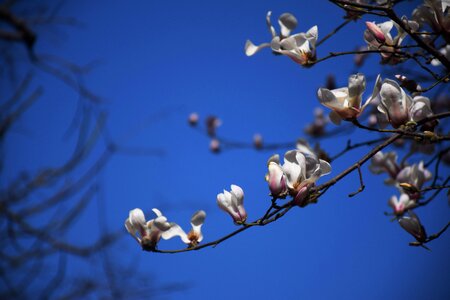 Magnolia flower white blue