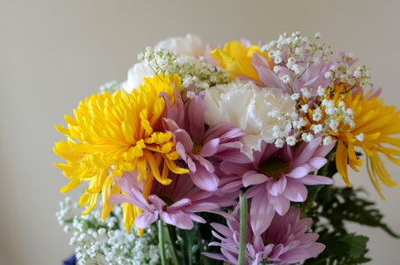 Pink white chrysanthemums photo