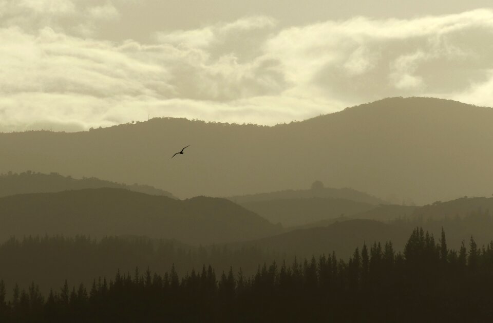 Flying telephoto golden hour