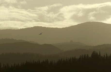 Flying telephoto golden hour