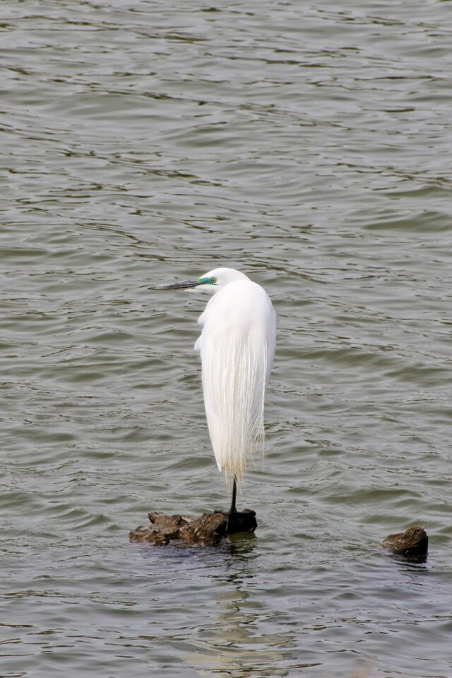 Waterfowl wild birds wild animal