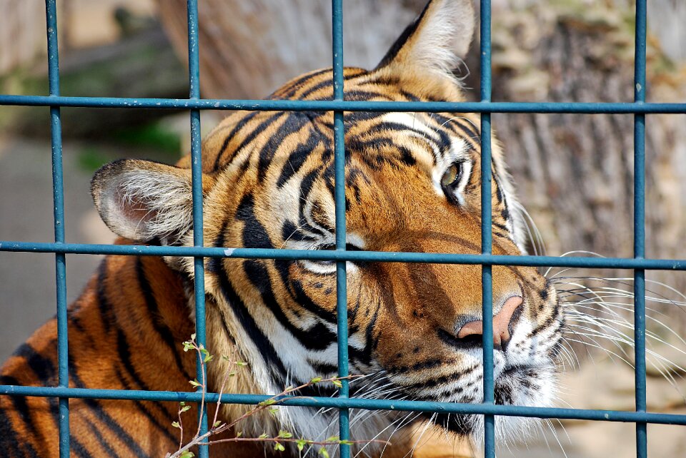 Predator big cat zoo