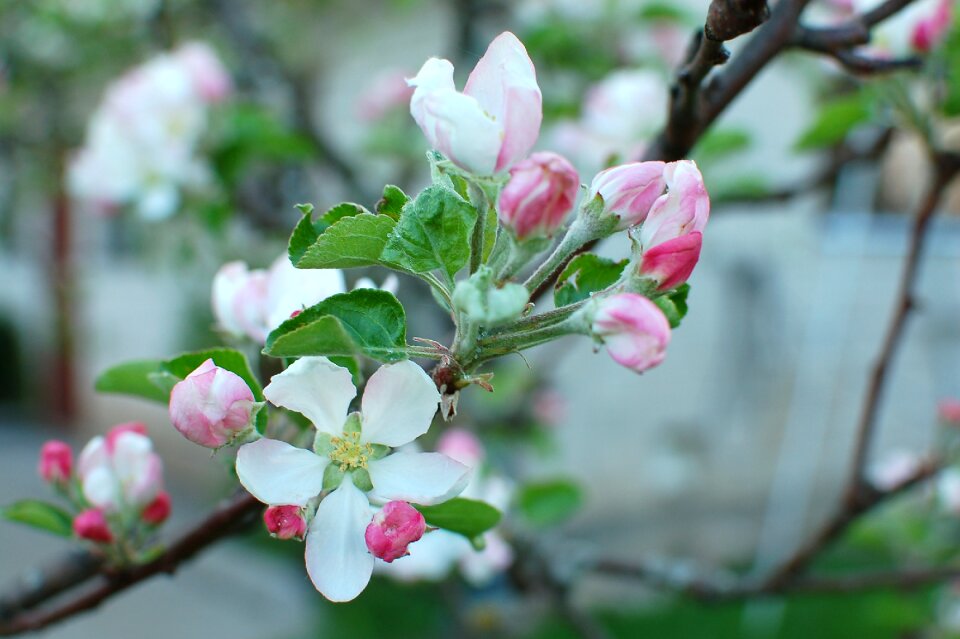 Plant springtime