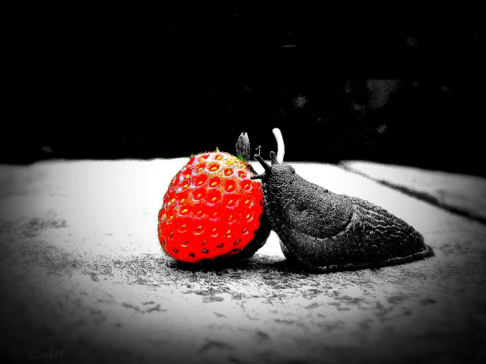 Strawberry snail red