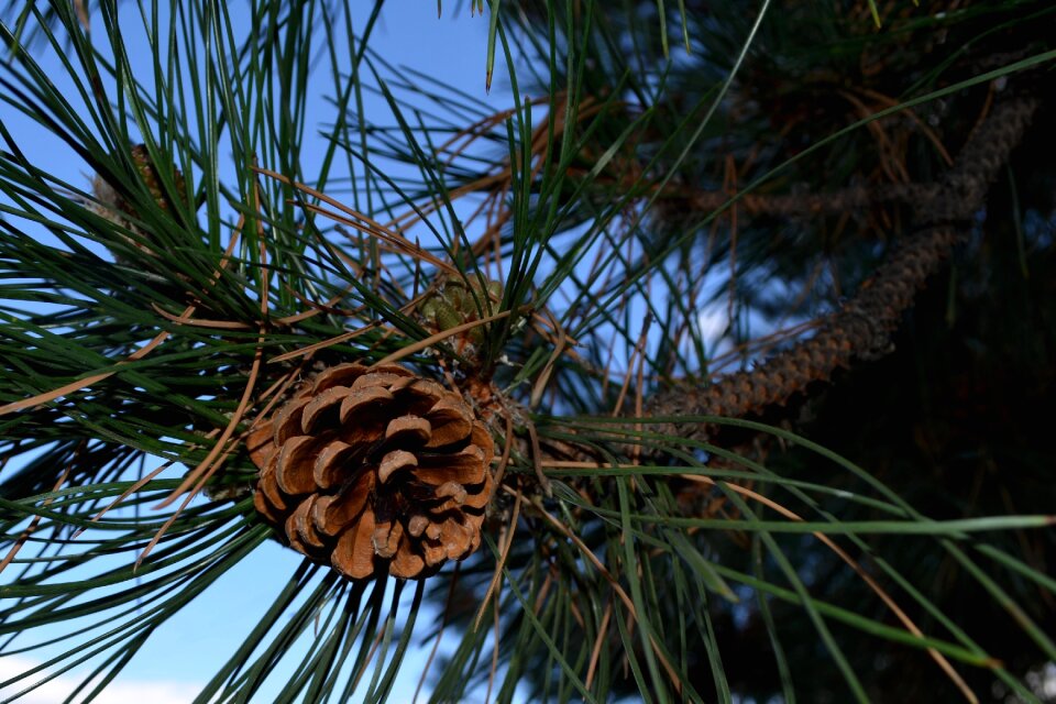 Tree evergreen fir photo