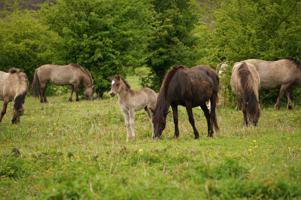 Animals wild horses nature