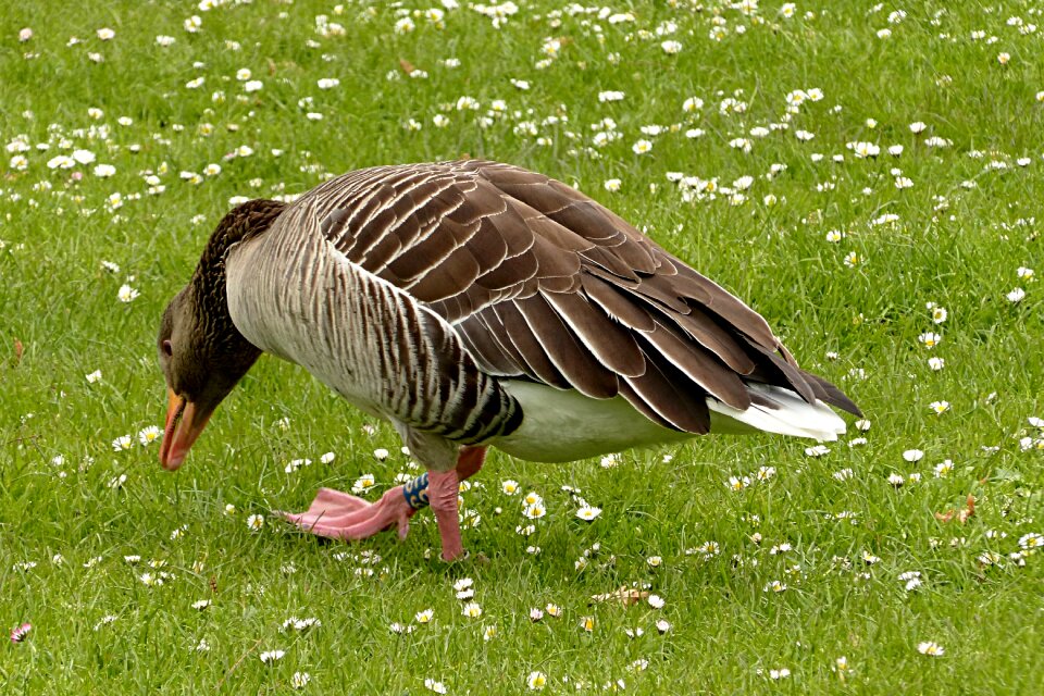 Anser anser foraging park
