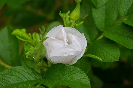 Flower blossom bloom photo