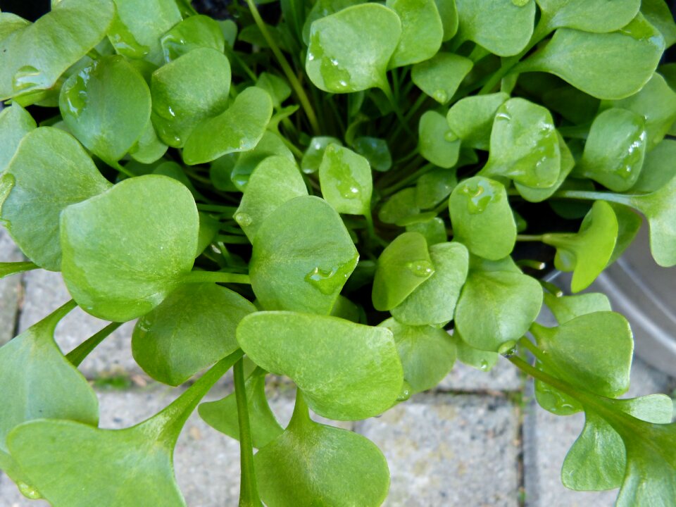 Herbs herb portulak