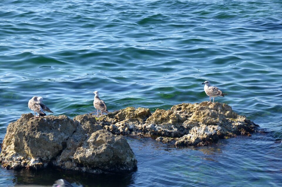 Cormorant marina bird