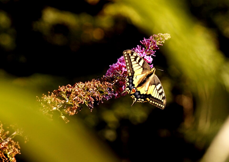 Animal insect wing