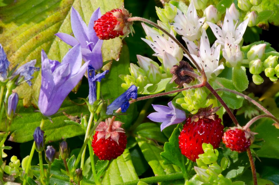 Wild strawberries nature summer