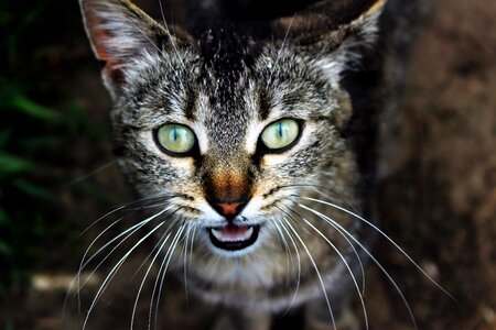 Cat eye anger photo