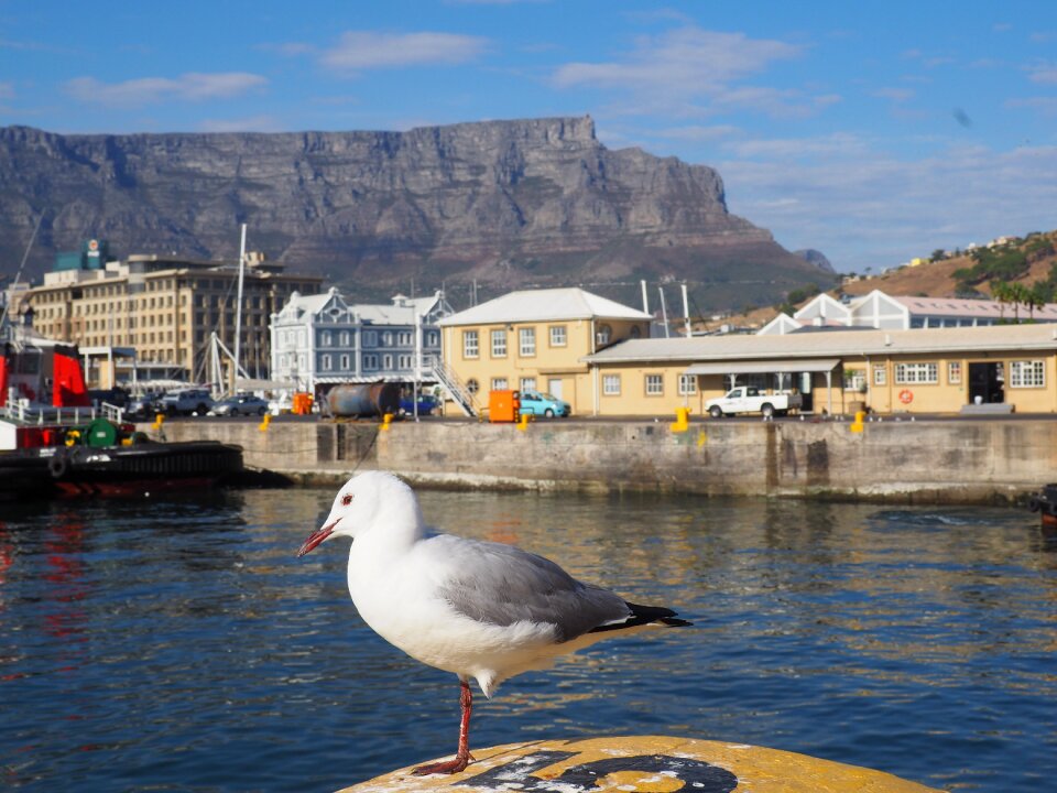 Table mountain port waterfront