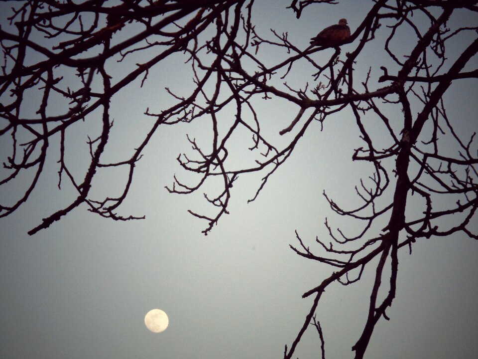 Resting branch walnut