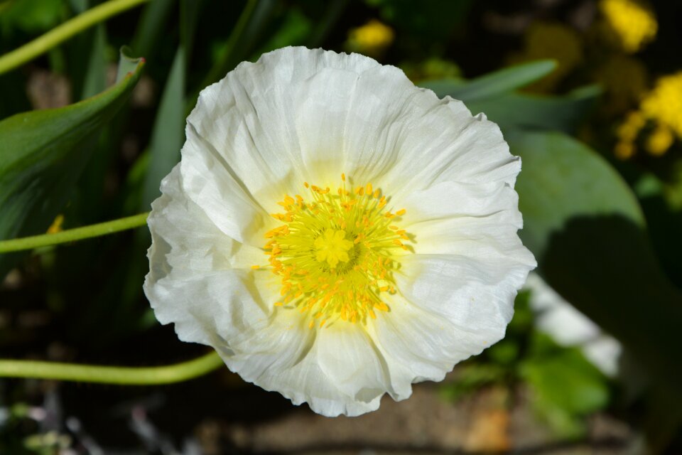 Nature garden white flowers
