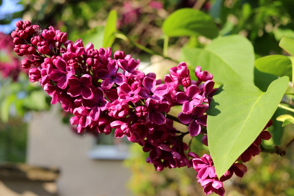 Bloom close up purple photo