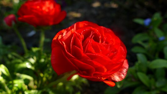 Red spring flower photo