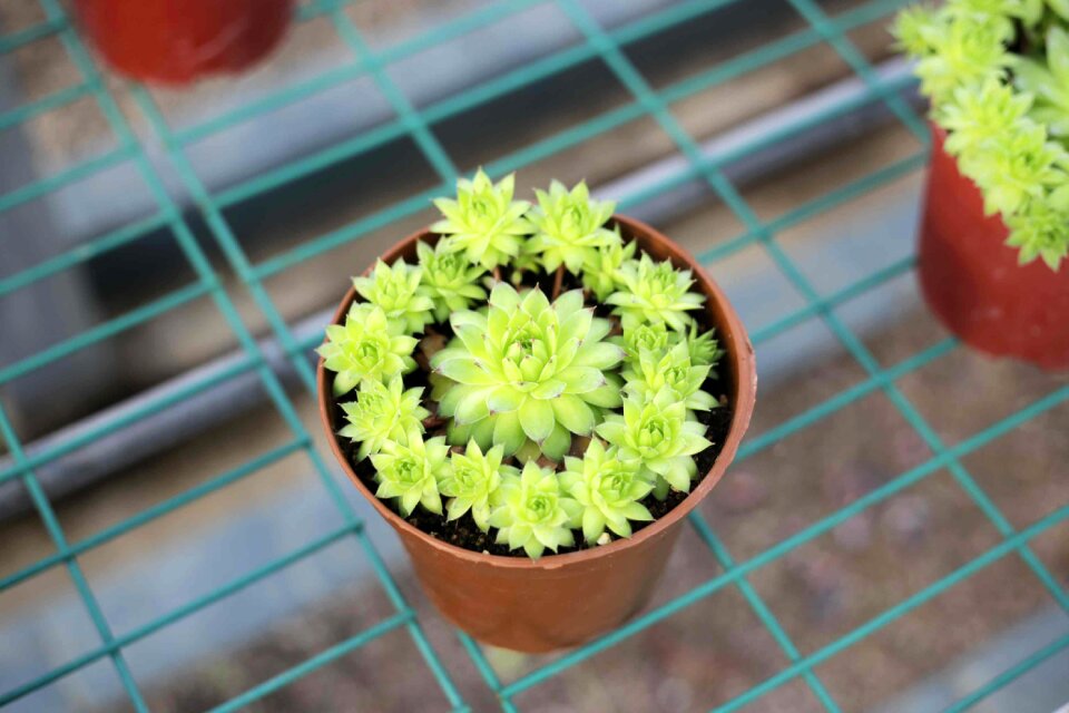 The fleshy plant green