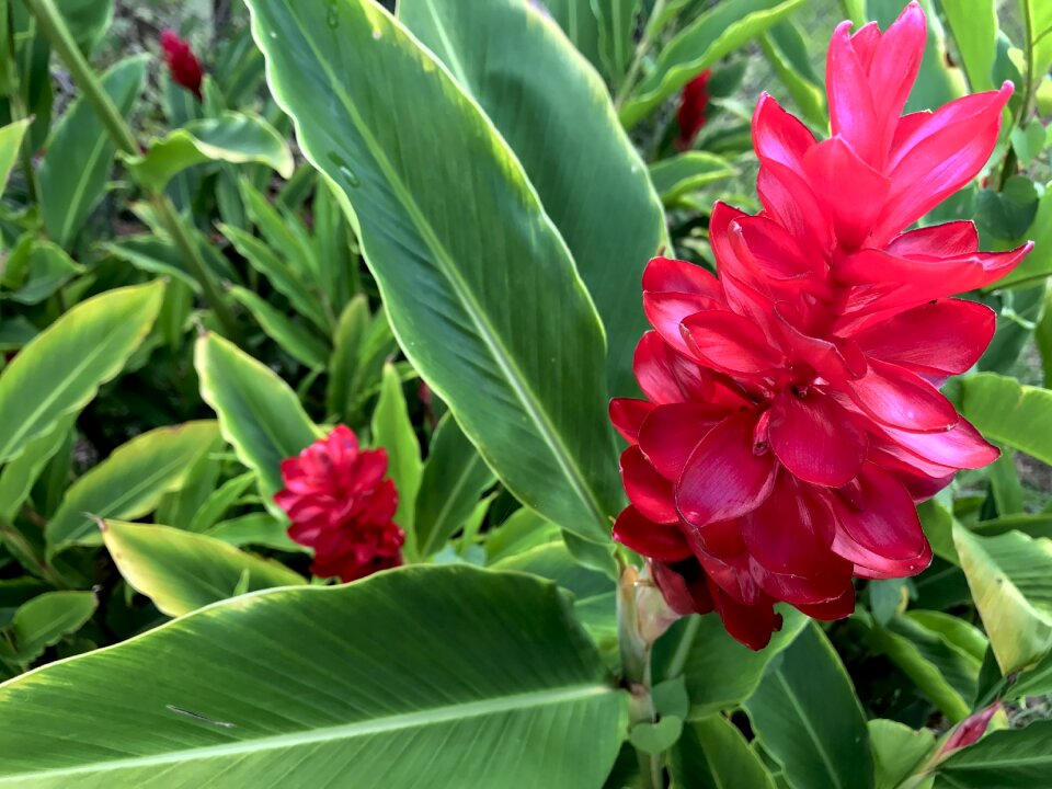 Red plant
