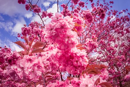 Tree flower tree spring photo