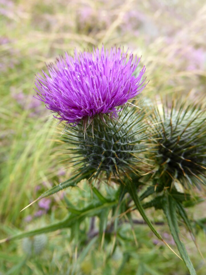 Flower of scotland green purple