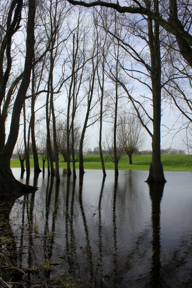Silent water trees mirror