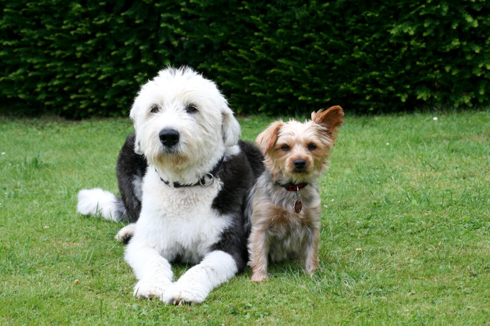 Yorkshire terrier animal picture young dog