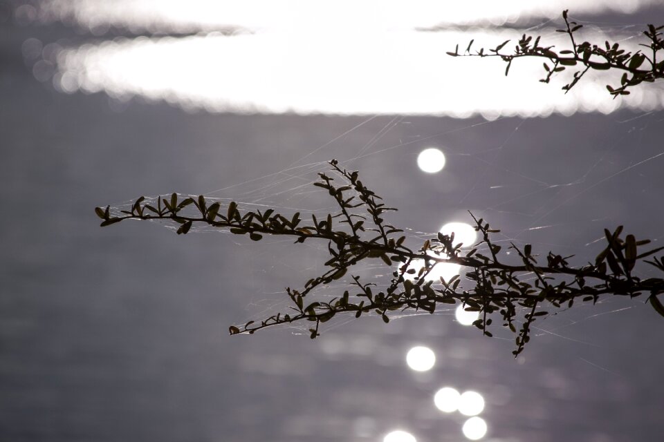 Texture branch nature