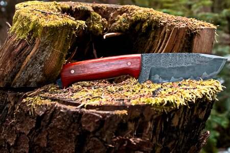 Forest knife tree trunk