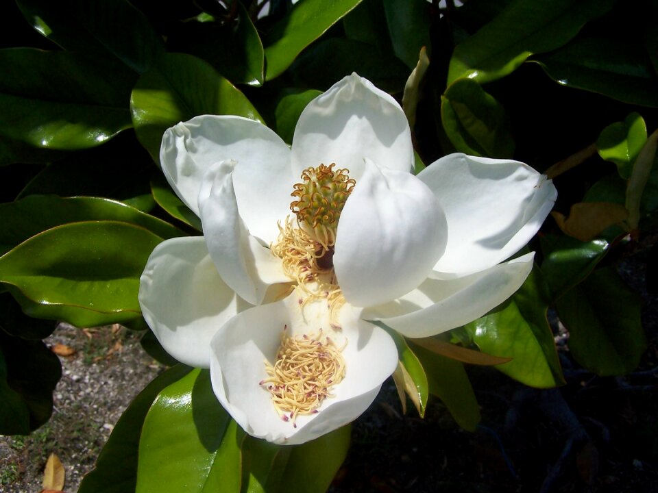 Bloom nature botany