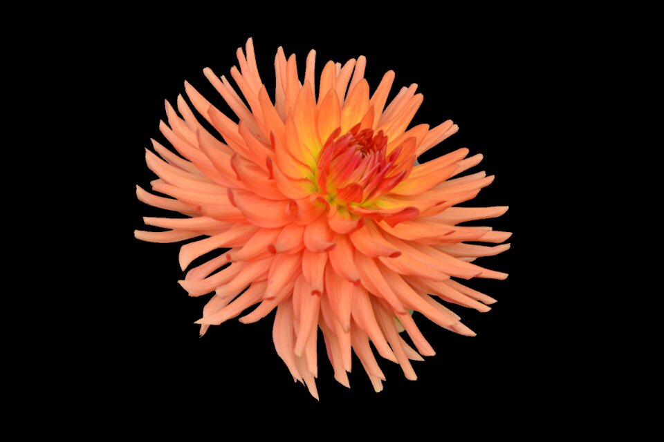Petals flowering toussaint