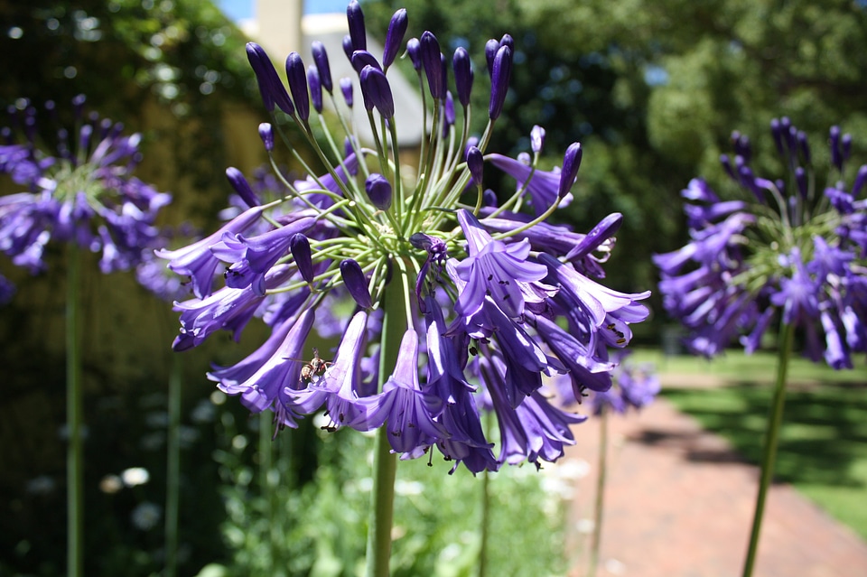 Purple plant nature blossom