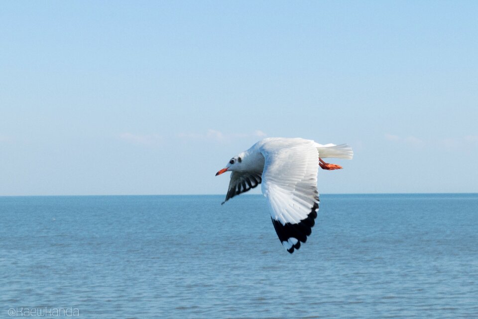 Sky animal bird