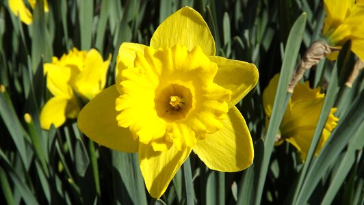 Narcissus nature spring photo