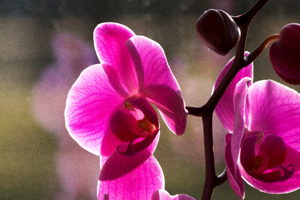 Flower blossom bloom