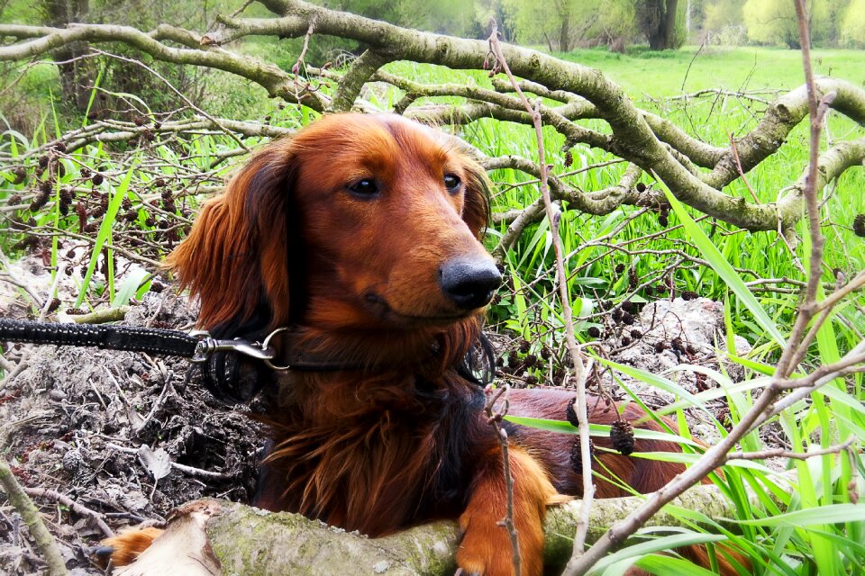 Dachshund dog hunting nature