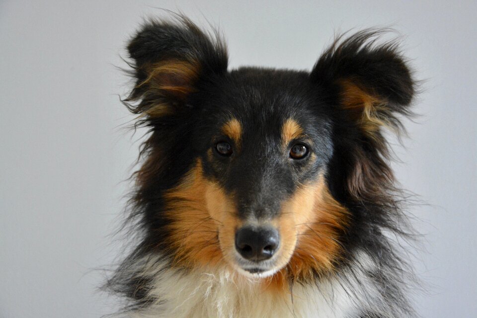 Domestic animal head animal