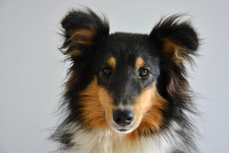 Domestic animal head animal